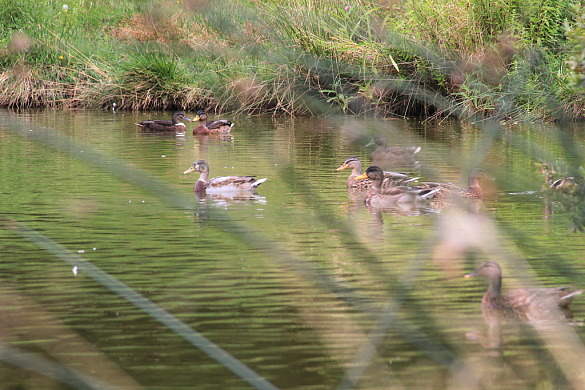 Entenfamilie am Erikasee