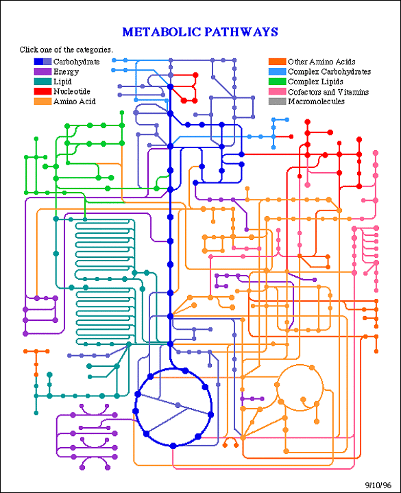 Die abgebildete Grafik zeigt die verschiedenen schematischen Stoffwechselwege, die in einer Zelle ablaufen 